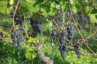 /album/mont-vully-wistenlacher-berg-17-september-2025/mont-vully-murtensee-17-09-2025-5-jpg/